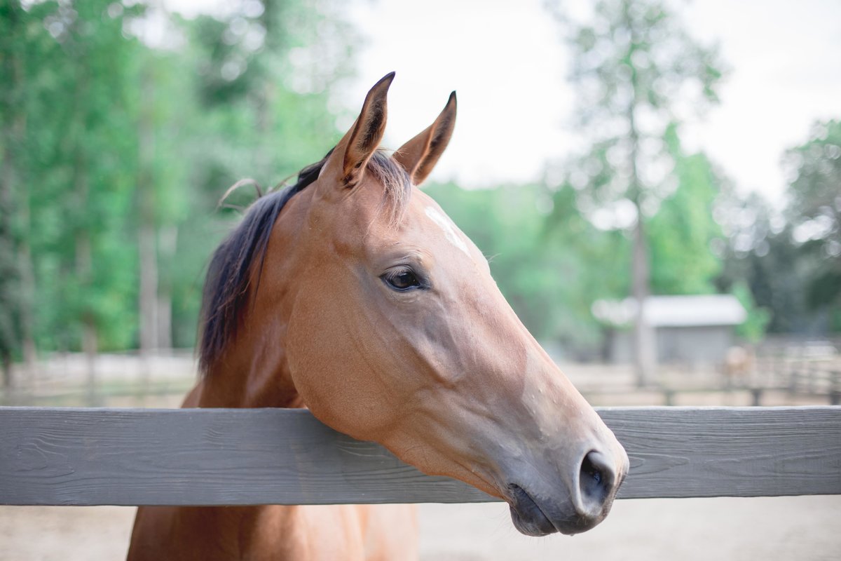 Windwood Equestrian - Sport Horses